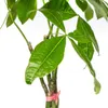 Pachira Aquatica con cesto in vimini - Altezza 120-140cm - Anteprima dell’immagine prodotto 3