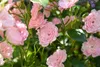 Bodendeckerrose The Fairy C 15- 20 Produktbild-Vorschau 7