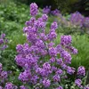 6 x Gewöhnliche Nachtviole - Hesperis matronalis  | Topf Produktbild-Vorschau 2