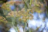 Foeniculum vulgare, Fenchel, aromatisch, ca. 9x9 cm Topf Produktbild-Vorschau 6