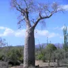 Za-Baobab (Adansonia za)  – 5 nasion Podgląd zdjęcia produktu 1