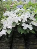 Garland Hydrangea macrophylla Runaway Bride ® - Produktbild-Vorschau 3