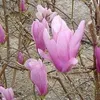 Magnolia  - Magnolia 'George Henry Kern'  | 60-80 cm en Voir les images du produit 2