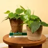 1x Philodendron Scandens P12 H15 Produktbild-Vorschau 2