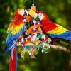 Jouet à mâcher pour oiseaux en bois naturel, pour oiseaux Voir les images du produit 6