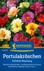 Kiepenkerl Portulakröschensamen Gefüllte Mischung 120 Produktbild-Vorschau 3