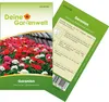 Hängegeranien Mischung Samen - Pelargonium peltatum - Produktbild-Vorschau 1