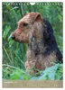 Welsh Terrier - viel Hund in kleiner Verpackung Produktbild-Vorschau 11