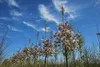 Amelanchier arborea 'Robin Hill' - Poire Robin Hill 60- 80 Voir les images du produit 4