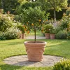 Teramico Terracotta Topf "Festone" frostfest optional mit Produktbild-Vorschau 3