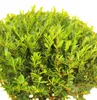 Japonský drieň Ilex crenata Rezané vetvičky 35 - 40 cm Náhľad obrázku produktu 3