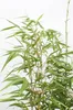 Hoogeveen Fargesia Rufa - 60 cm, Ø19 cm Voir les images du produit 5