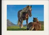 Pferde Gerahmtes Bild Mit Edlem Passepartout | Wand-Bilder Produktbild-Vorschau 1