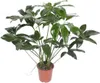 Baumfreund - Philodendron Green Wonder - pokojová rostlina Náhled obrázku produktu 1