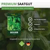 Basilikum Genoveser Samen - Ocimum basilicum - Produktbild-Vorschau 8