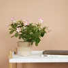 Bloomique - Adenium Obesum - Róża Pustynna - Kwitnąca - Podgląd zdjęcia produktu 2