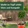 Meine Orangerie - Zwergobst Stämmchen Pfirsich - Produktbild-Vorschau 3