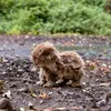 Capybara Animigos plyšová hračka Náhľad obrázku produktu 4