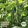 Samenliebe  Gurke Samen | Long Green Ridge - sehr lange - Produktbild-Vorschau 4