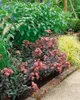 Sedum spectabile 'Purple Emperor', Fetthenne, purpurrot, Produktbild-Vorschau 4