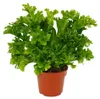 Asplenium antiquum Leslie - variétés spéciales de fougères Voir les images du produit 1