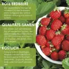 Erdbeeren Samen (Fragaria) - Nährstoffreiche Erdbeer Samen Produktbild-Vorschau 2