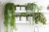 Bloomique - Lepismium Bolivianum - Zimmerpflanzen - Produktbild-Vorschau 2