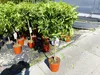 Citrus Yuzu 100 - 120 cm, Zitronenbaum Zitrone, japanische Produktbild-Vorschau 5