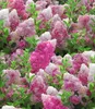 BALDUR Garten 1x Freiland-Hortensie 'Vanille Fraise®', Produktbild-Vorschau 2