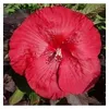 XXL Hibiscus Carousel Geant Red Giant Hibiscus Hibiskus Podgląd zdjęcia produktu 1