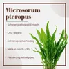Aquarium Pflanze 3 Stück Microsorum pteropus  Wasserpflanze Produktbild-Vorschau 3