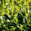 Japanischer Spindelstrauch Euonymus japonicus Green Spire Produktbild-Vorschau 5