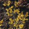 Hamamelis intermedia 'Arnold Promise', Zaubernuss, gelb, Produktbild-Vorschau 13