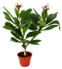 Hawaiianischer Tempelbaum – Plumeria – Überraschungsfarbe Produktbild-Vorschau 1