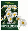 Gänseblümchen Einfach weiß Samen - Bellis perennis - Produktbild-Vorschau 1