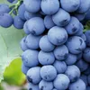 Winorośl Nero 2L Podgląd zdjęcia produktu 1