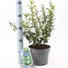 Escallonia 'Iveyi' - Arbusto andino | 30-40 cm in vaso Anteprima dell’immagine prodotto 3