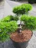Pinus densiflora Low Glow - Formschnitt - Japanische Produktbild-Vorschau 2