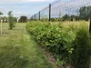 Hainbuche/ Hainbuchenhecke/ Buche/ Weißbuche (Carpinus Produktbild-Vorschau 5