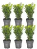 Planten van Frank | Buchsbaum (Buxus) | Buxus | Heempjes | Productafbeelding-voorbeeld 1