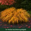 Stauden Gänge 5 x Hakonechloa macra im 1 Liter Topf - Produktbild-Vorschau 6