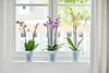 Three potted orchids on a windowsill. Produktbild-Vorschau
