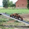Hunderampe Hundetreppe Auto Kofferraum Treppen Rampe Produktbild-Vorschau 6