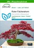 SAFLAX - Roter Fächerahorn - Acer palmatum atropurpureum - Produktbild-Vorschau 1