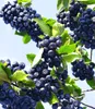 BALDUR Garten 1x Vitaminbeere Apfelbeere Aronia, Pflanze im Produktbild-Vorschau 2