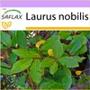 SAFLAX - korenie vavrínový strom - Laurus nobilis - 6 Náhľad obrázku produktu 10