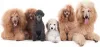 Eukanuba Veterinärdiät Hunde-Dermatose FP 12 kg Produktbild-Vorschau 8