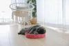 Kartonspeeltje für Katzen, runde Krabblatte, 5,5 cm hoch, Produktbild-Vorschau 3