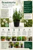 Myrtus communis (struik), circa 50 cm hoog – Echte Productafbeelding-voorbeeld 2