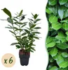 Prunus laurocerasus Novita - Pianta da siepe - Foglia verde Anteprima dell’immagine prodotto 3